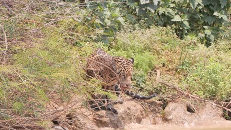 River-waves-at-edge-and-jaguar-in-the-bush