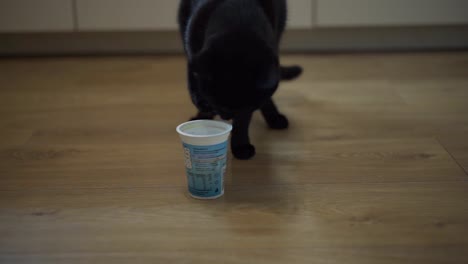 Katze-Trinkt-Milch-Aus-Plastikglas,-Indem-Sie-Ihre-Beinfinger-Leckt