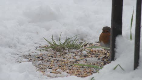 A-close-up-of-a-Robin-searching-for-food-in-a-snowy-garden