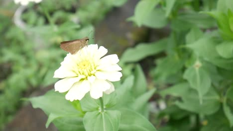 Braune-Schmetterlinge-Sitzen-Und-Fliegen-Nach-Der-Fütterung-Aus-Der-Schönen-Weißen-Blume