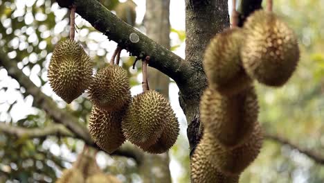 Imágenes-De-Primer-Plano-De-La-Cosecha-Durian-Dorada-Y-Hermosa,-El-Rey-De-La-Fruta