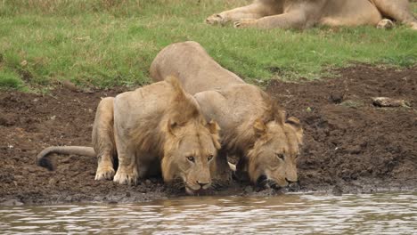 two-lions-crouched-drinking-water-from-the-river