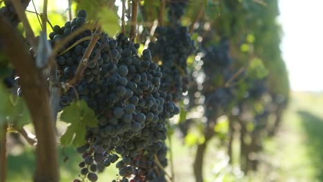 Clusters-of-grapes-moving-in-the-wind-in-a-vineyard