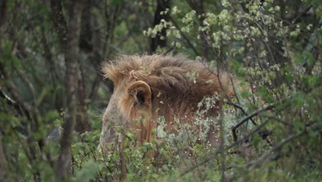 Wet-adult-male-African-Lion-licks-himself-clean-after-rain-shower