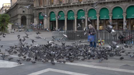 Old-man-feeding-pigeons-on-a-square-in-Europe,-Italy,-milan