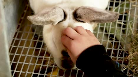 Die-Hand-Eines-Kleinen-Kindes-Streichelt-Den-Kopf-Eines-Weißen-Domestizierten-Kaninchens,-Nahaufnahme