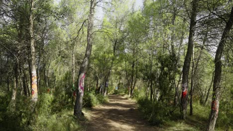 Explorando-Un-Bosque-Con-árboles-Pintados-Al-Borde-De-Una-Ruta-De-Senderismo-Por-El-Bosque