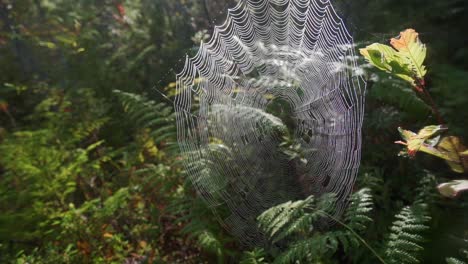 Slow-motion-forest-shot-of-spiderweb-in-the-sunshine