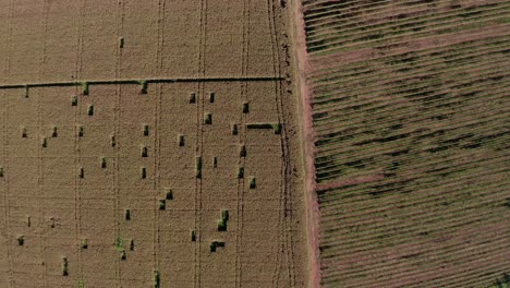Rows-of-hay-bundled-in-the-filed-of-an-organic-farm---aerial-view