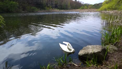White-swan-peacefully-paddling-in-water-on-a-lake