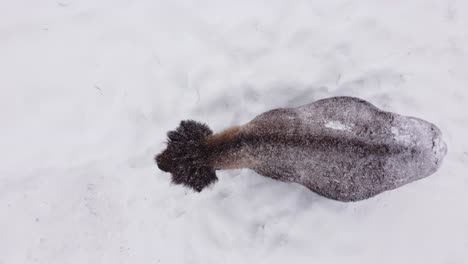 bison-winter-overhead-view-snowing