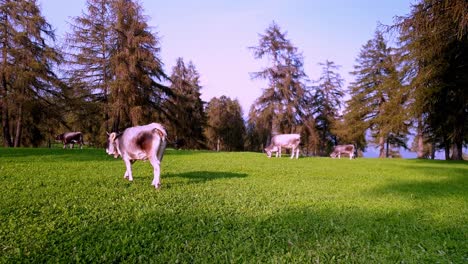 Eine-Kuh-Geht-Spazieren,-Während-Andere-Auf-Einer-Lärchenwiese-Grasen