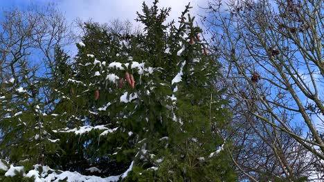 Conifers-With-Snow-Icicles-Against-Blue-Sky-during-sunny-day-in-nature---tilt-up-shot