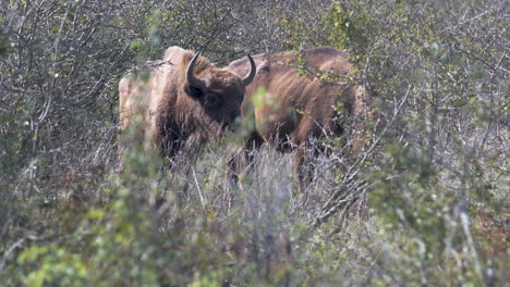 Two-european-bison-bonasus-grazing-in-a-dry-thicket,sunny,Czechia