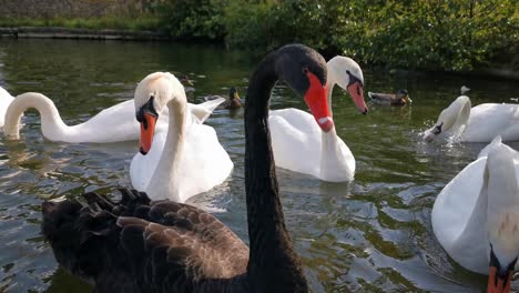 Black-and-White-swans-swimming-on-a-lake-and-eating-bread-with-ducks-in-the-background