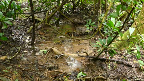Ein-Kleiner-Bach-Fließt-Mit-Wasser-Durch-Den-Regenwald-Von-Costa-Rica