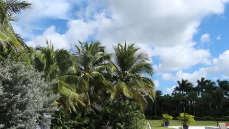 Vegetación-Tropical-En-El-Sur-De-Florida-En-Un-Día-Soleado