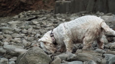 Adorable-pet-white-terrier-sniffing-his-way-through-the-rocks---close-up