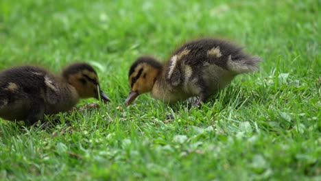 Ducklings-feeding-on-a-lawn-in-slow-motion