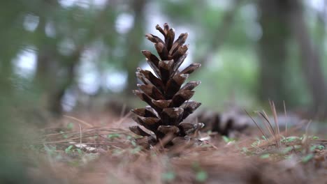 Pinecone-on-ground-in-nature-in-the-middle-of-a-coniferous-pine-forest-and-trees-amongst-pine-evergreen-needles-on-ground---pine-cone-close-up-on-forest-floor---coniferous-litter---4k