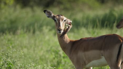 Rotschnabel-Madenhacker-Frisst-Die-Parasiten-Aus-Dem-Ohr-Eines-Weiblichen-Impalas