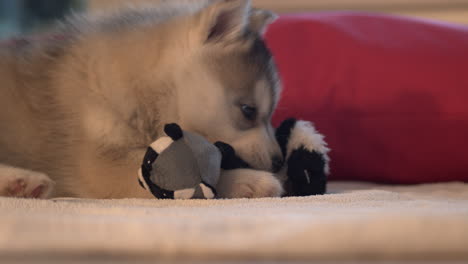 Shot-of-a-husky-puppy-with-grey-and-white-fur,-playing-with-a-soft-dog-toy
