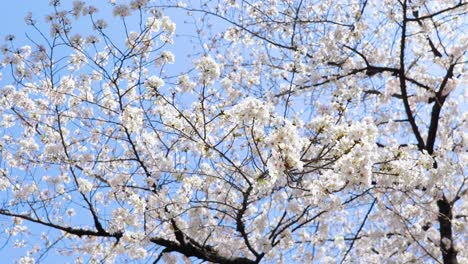 Mejor-Flor-De-Cerezo-En-Tokio