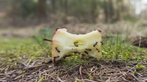 Time-lapse-of-ant-colony-finding-food-for-nest,-insect-teamwork