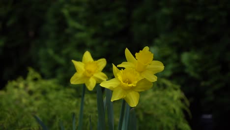 Close-up-of-beautiful-blooming-yellow-daffodils-in-spring-garden-moving-slightly-to-breeze-and-wind---Narcissus-flower-also-known-as-daffodil,-daffadowndilly,-narcissus,-and-jonquil