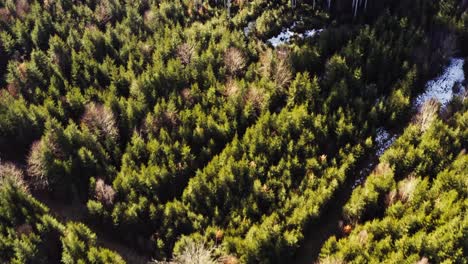 Smooth-flight-over-parts-of-a-forest-with-some-snow-on-the-ground,-bare-trees-and-green-conifer-trees,-look-up-shot-to-the-bright-horizon
