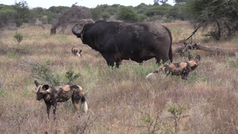 Animal-confrontation-as-an-old-Cape-Buffalo-bull-charges-at-a-pack-of-wild-dogs-who-are-trying-to-surround-him