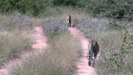 A-pair-of-leopards-walk-together-down-a-dirt-path-in-Africa