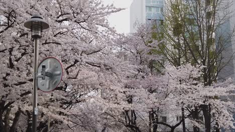Kirschblüten-In-Der-Stadtlandschaft,-Seoul.-Sockel-Nach-Unten