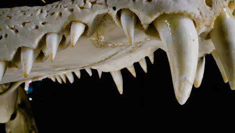 Giant-teeth-on-crocodilian-skeleton---close-up-reptile-jaws-and-powerful-bite