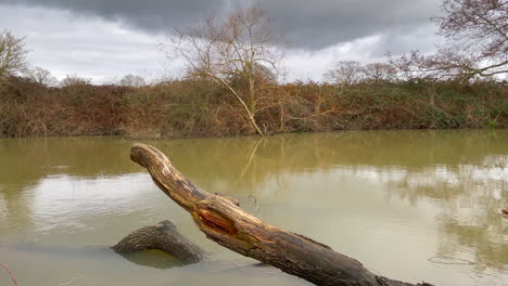 Landscape-shot-looking-across-a-murky-river-on-a-winters-day-with-dead-wood-in-shot,-cloudy-day
