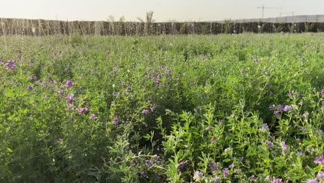 Alfalfa-field-irrigation-on-a-sunny-day