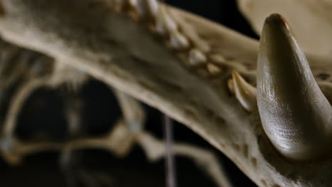 Large-teeth-on-crocodilian-skeleton---close-up-macro