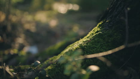 Close-up-of-fresh,-green-moss-on-a-tree,-in-dark,-sunlit-forest---tracking-view