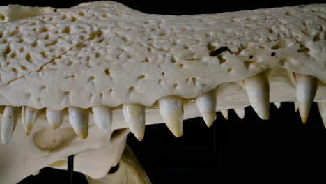 Crocodillian-skull-teeth-side-profile-slider---black-background-museum