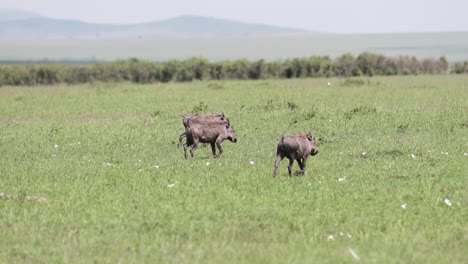 Warthog-sounder-group-walking-with-young-offspring-in-the-plains-of-Kenya-Africa,-Pan-right-tracking-shot