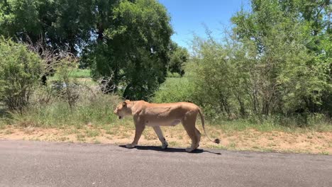 Muscular-female-African-Lion-walks-on-paved-road-in-Kruger-Natl-Park