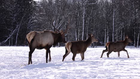 elk-bull-walking-with-his-herd-slomo