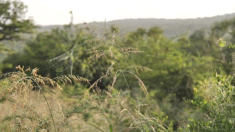 Spiderweb-swaying-between-two-wild-savanna-plants-in-early-morning-light