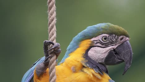 Slow-motion-headshot-of-a-Blue-and-Yellow-Macaw-perching-on-a-rope