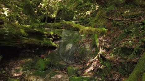 Mysterious-Yakushima,-covered-in-Moss-at-the-Shiratani-Unsuikyo-forest,-Japan