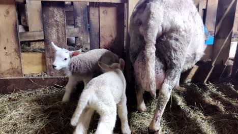 Two-small-fluffy-lambs-with-their-mother-insde-a-barn-while-one-of-the-lambs-is-wagging-its-tail-and-trying-to-drink