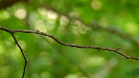 A-bird-seen-from-its-back-with-pied-feathers-and-wings-perched-on-a-bare-twig-within-the-shade-of-the-forest-in-Panama