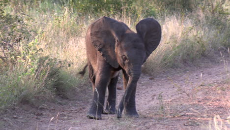 Close-view-of-small-elephant-calf-walking-on-dirt-road-and-tall-grass