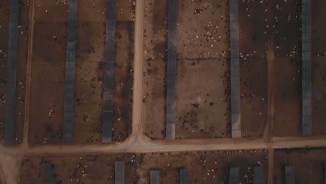 Aerial:-Birdseye-view-of-gigantic-cattle-farm,-feedlot