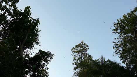 Flock-of-black-birds-flying-over-a-tropical-forest,-on-a-sunny-day